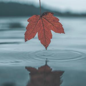 美国摘花助攻出血
